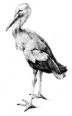 Storch.png
