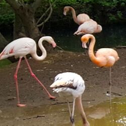 Flamingo Zoo München Tierquiz.jpg