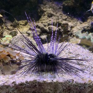 Seeigel Mundenhof-Tierquiz Freiburgspiel.jpg