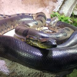 Schlange Zoo München Tierquiz.jpg