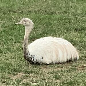Strauß Mundenhof-Tierquiz Freiburgspiel.jpg