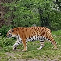 Tiger Zoo München Tierquiz.jpg