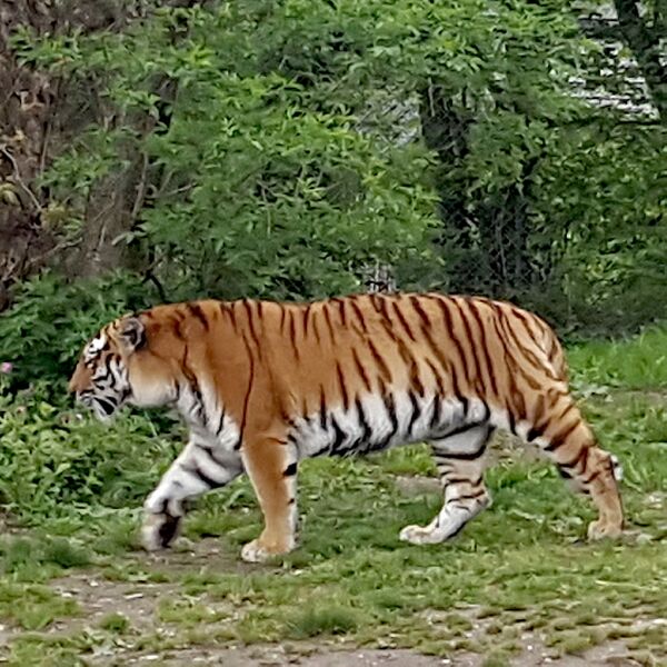 Datei:Tiger Zoo München Tierquiz.jpg