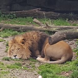 Löwe Zoo München Tierquiz.jpg