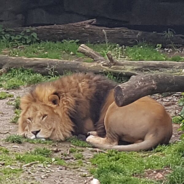 Datei:Löwe Zoo München Tierquiz.jpg