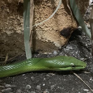 Grüne Spitzkopfnatter Mundenhof-Tierquiz Freiburgspiel.jpg