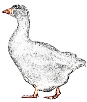 Gans gestohlen.png