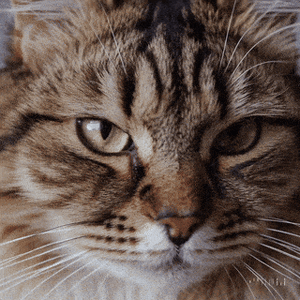 Curious Cat Close-Up simple compose 01jkcww30kemd9q3526gaf2gqd.gif