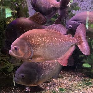 Piranha Mundenhof-Tierquiz Freiburgspiel.jpg