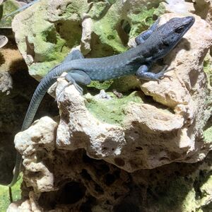 Bunter Maskenleguan.jpg