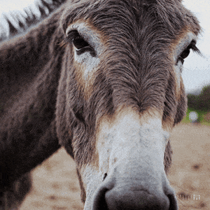 Curious Donkey Close-Up simple compose 01jkcwt8a6f0n86d9nahyn8dzc.gif