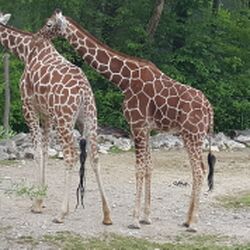 Giraffe Zoo München Tierquiz.jpg