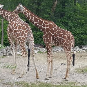 Giraffe Zoo München Tierquiz.jpg